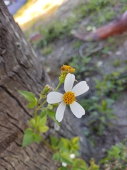 Bidens alba