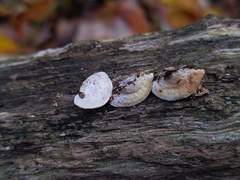 Truncospora wisconsinensis