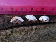 Truncospora wisconsinensis