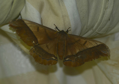 Arsenura ciocolatina