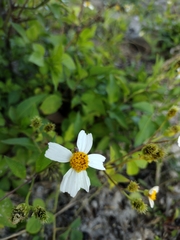 Bidens alba