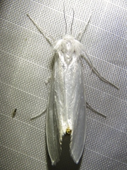 Rupela albina