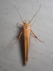 Stathmopoda skelloni