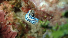 Chromodoris elisabethina