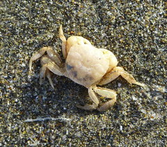 Hemigrapsus crenulatus