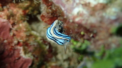Chromodoris elisabethina