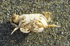 Hemigrapsus crenulatus