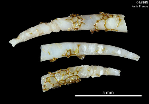 Representative image of Pulsellidae