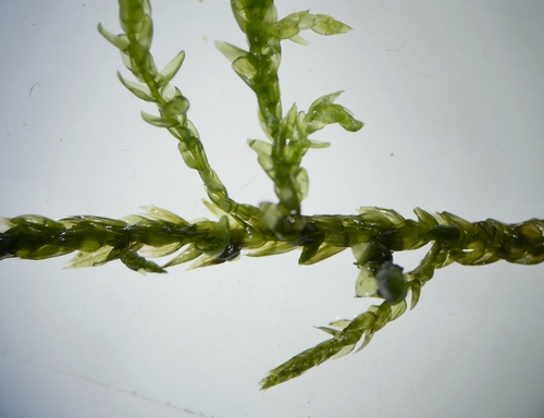 Brachythecium rivulare