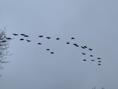 Dendrocygna autumnalis