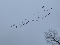 Dendrocygna autumnalis