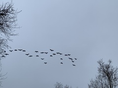 Dendrocygna autumnalis