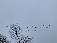 Dendrocygna autumnalis