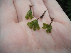 Symphyogyna hymenophyllum