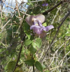 Sigmoidotropis elegans