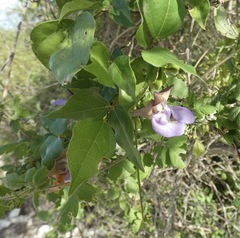 Sigmoidotropis elegans