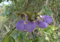 Sigmoidotropis elegans