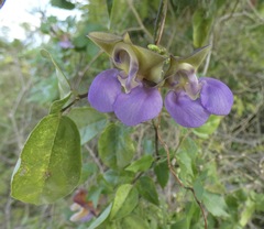 Sigmoidotropis elegans