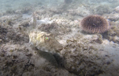 Sphoeroides lobatus