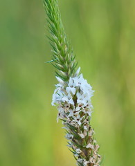 Epacris paludosa