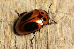 Ischyrus duponti