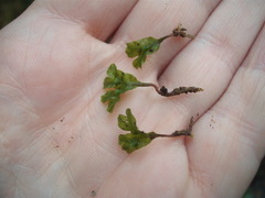 Symphyogyna hymenophyllum