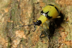 Diabrotica arcuata