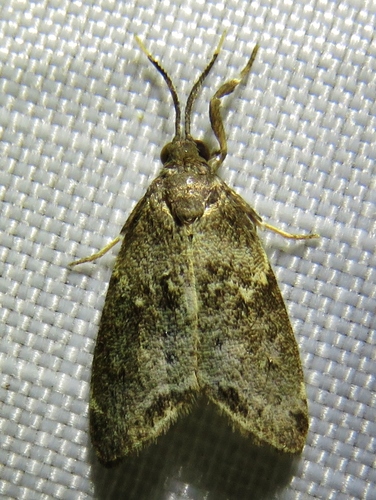 Talara phaeella