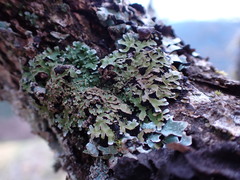 Physconia americana