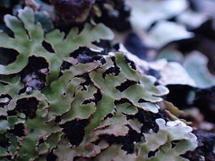 Physconia americana