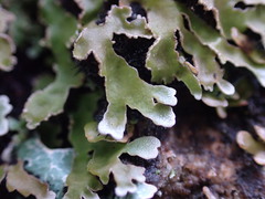Physconia americana
