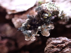 Physconia americana