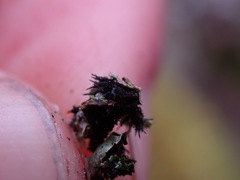 Physconia americana