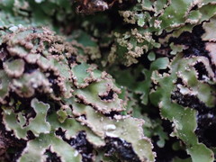 Physconia americana