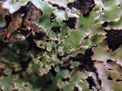 Physconia americana