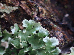 Physconia americana