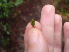 Symphyogyna hymenophyllum