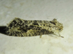 Acrolophinae