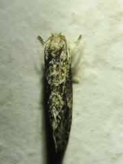 Acrolophinae