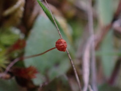 Bartramia aprica
