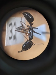Odontomachus bauri