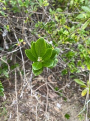 Alyxia buxifolia
