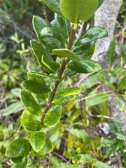 Alyxia buxifolia