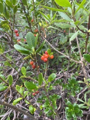 Alyxia buxifolia