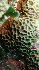 Gardineroseris planulata