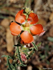 Sphaeralcea coccinea