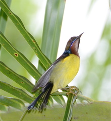 Anthreptes malacensis