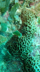 Gardineroseris planulata