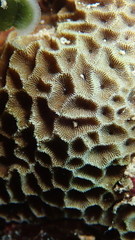 Gardineroseris planulata