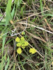 Lomatium bradshawii